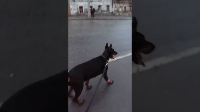 прогулка смотреть онлайн