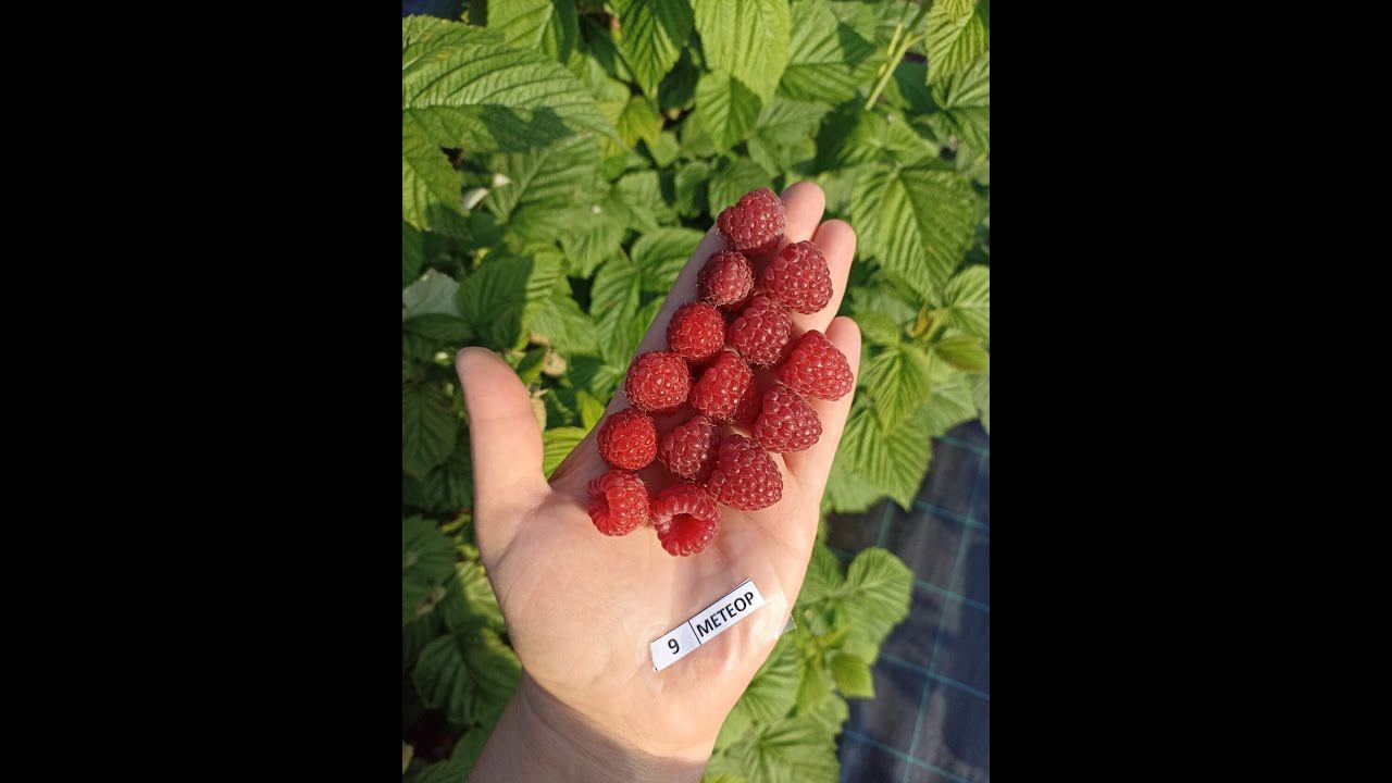 МАЛИНА СОРТ МЕТЕОР коллекция Гречишниковой Татьяны смотреть онлайн