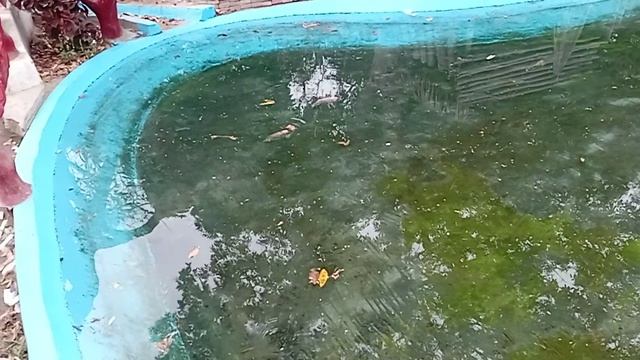 ?PASEO???????PARKE???☘️MANSICHE?☘️?Y???SUS???LAGUNITAS?CON ??SUS?PECECITOS?✨