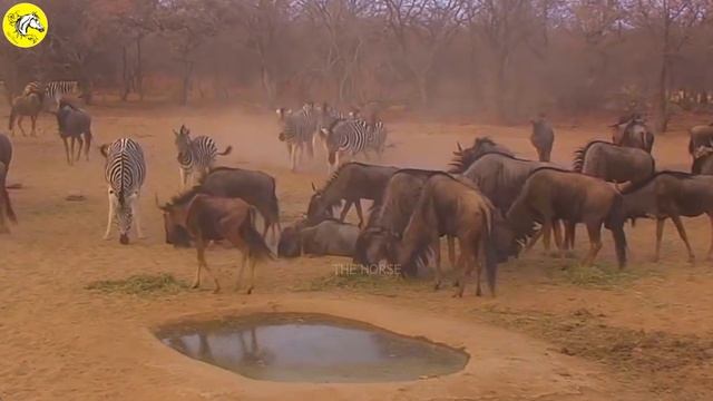 30 Deadly Horse Kicks Made The Dog Dizzy | Wild Animal смотреть онлайн