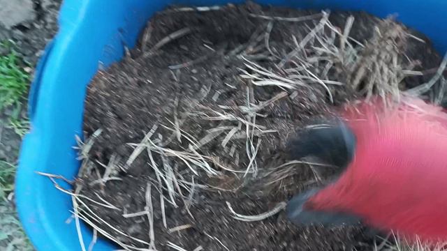 Новая клумба с гортензиями 🌺 Перевалка из горшков. смотреть онлайн