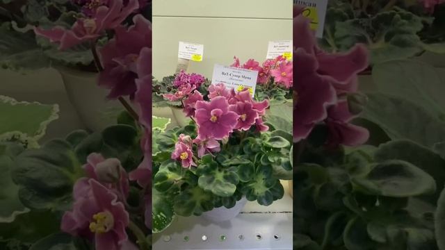 Сенполии на Выставке цветов в Доме Фиалки. смотреть онлайн