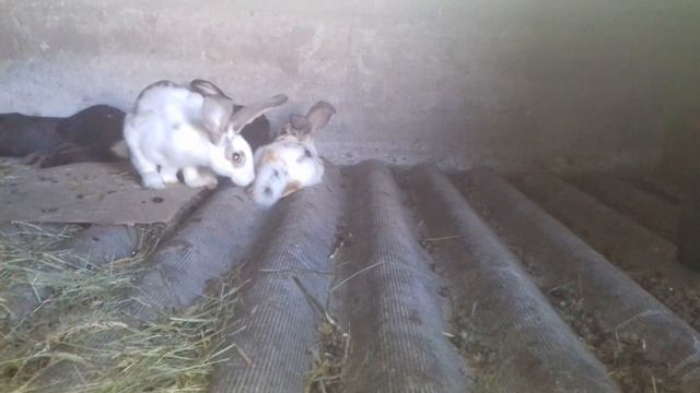 Плюсы и минусы содержание кроликов в вольере смотреть онлайн