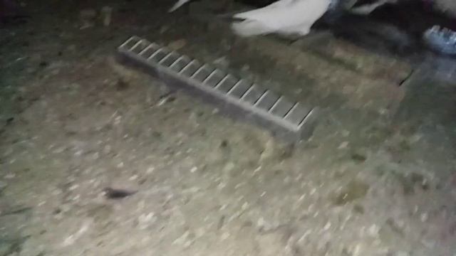 все класс голубы гуляют даюм пшиницу смотреть онлайн