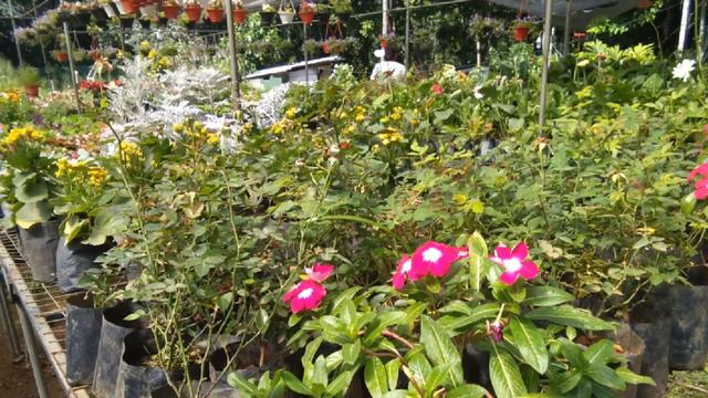 Adithya Plant Nursery Kadawatha 0776596663 ආදිත්ය පැල තවාන смотреть онлайн