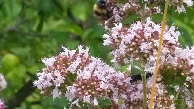 Зацвела душица смотреть онлайн