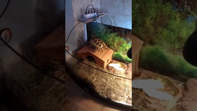 Среднеазиатская черепаха залезает на укрытие и прыгает (делайте ограждения выше;)) смотреть онлайн