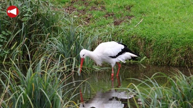 Canon Objektive - RF 200-800 / RF 24-105 / RF-S 10-18 смотреть онлайн