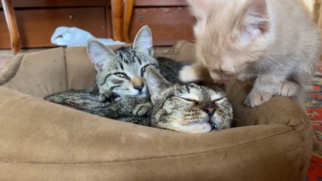 КОТ-ИНВАЛИД ПОМОГАЕТ КОТИКУ С ФИП? КОТОЖИЗНЬ! смотреть онлайн