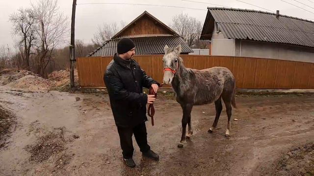 РОЗІГРАШ ЗАВЕРШЕНО/КОНІ В УКРАЇНІ!!! смотреть онлайн