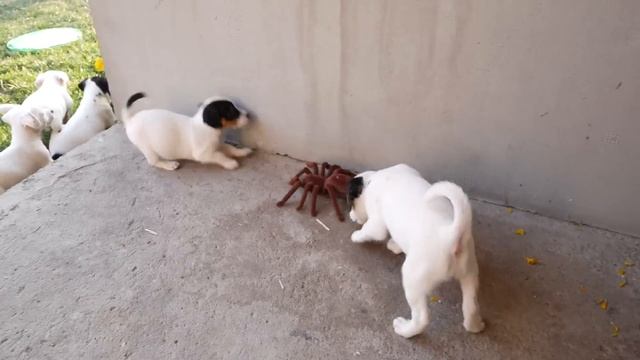 Jack Russell Puppies Take On Huge Robotic Spider