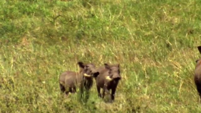 Бородавочник — настоящая боевая свинья! Бесстрашный и непредсказуемый житель Африки. смотреть онлайн
