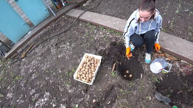 Сажаем картошку...наш первый опыт, побелка деревьев! смотреть онлайн