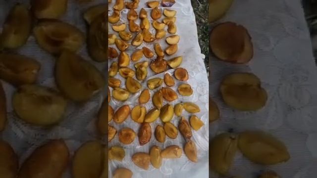 Домашние сухофрукты, белая слива получается очень вкусной смотреть онлайн