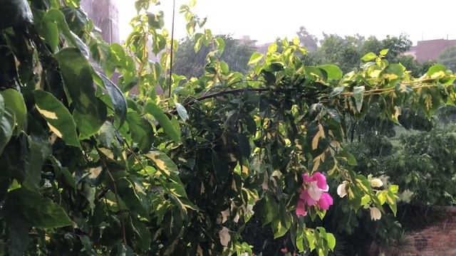 Звук дождя и грома. смотреть онлайн