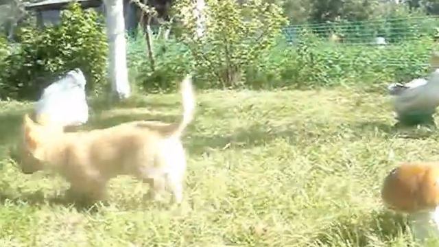 Маленькая чишка смотреть онлайн