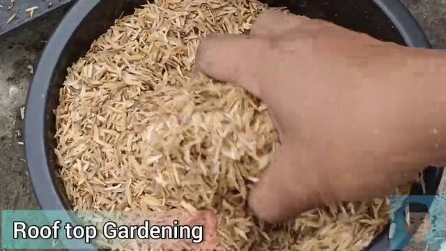 The Best Potting Mix for Adenium, Arabicum & Thai Socotranum #adenium #arabicum #thaisoco #plants смотреть онлайн