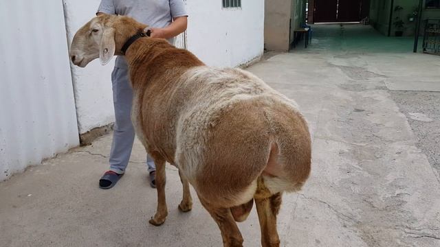 Ритмы Вдохновения