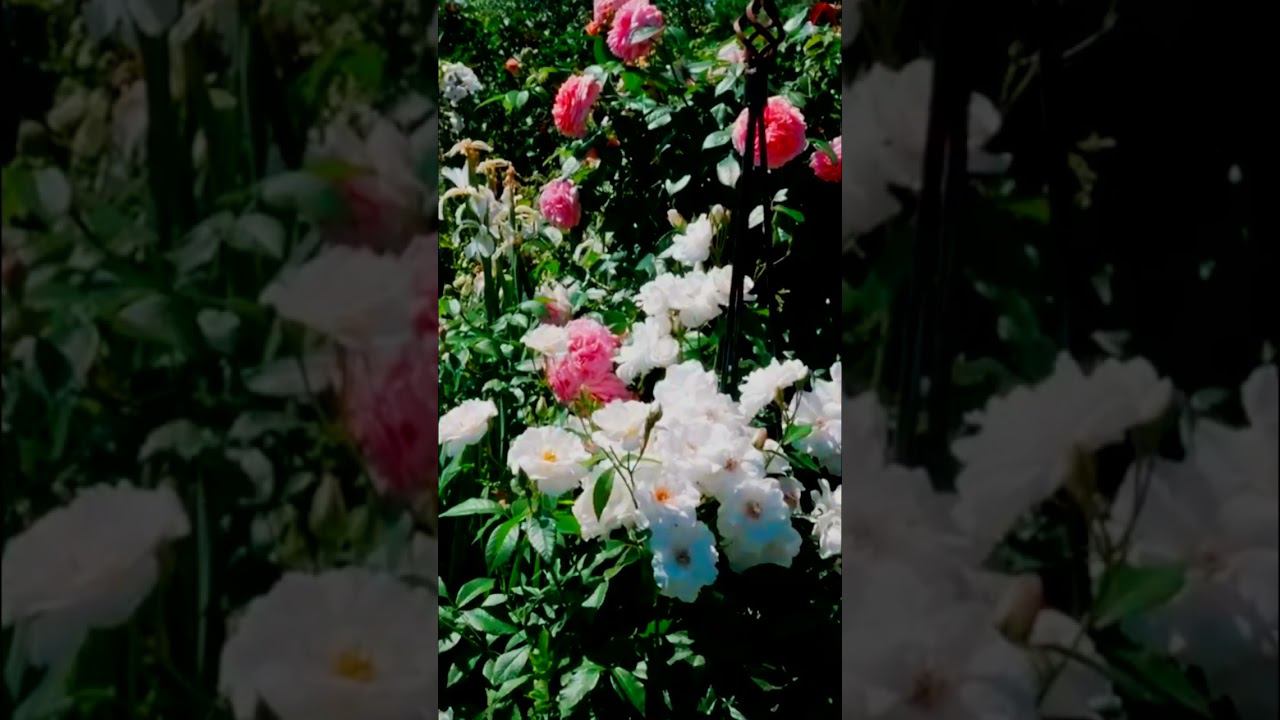 Роза Шнеевитхен, Кордес Rose Schneewittchen 1 смотреть онлайн