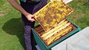 АПРЕЛЬ-ПЕРВЫЕ ПРИЗНАКИ РАСШИРЕНИЯ ПЧЕЛИНОГО ГНЕЗДА.