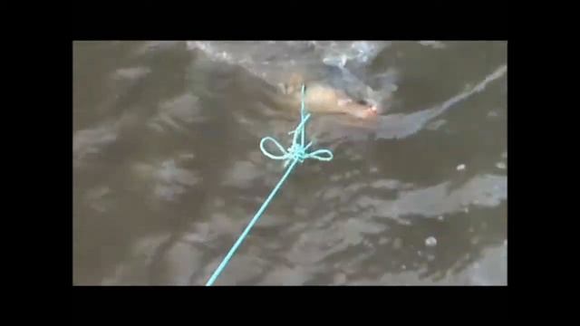 Полицейские Хабаровского края реанимировали калужонка kp.ru смотреть онлайн