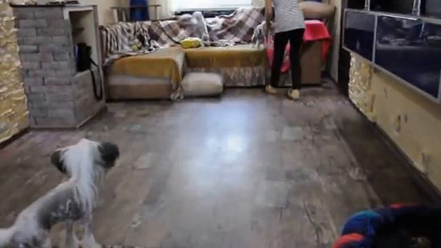 Dolce Dea Apriori- Kennel dogs(племенной питомник собак) смотреть онлайн