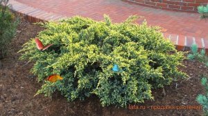 Можжевельник чешуйчатый Дрим Джой (dream joy) ? обзор: как сажать, саженцы можжевельника Дрим Джой