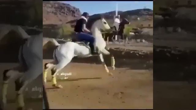 Лошадь, Арабская чистокровная смотреть онлайн