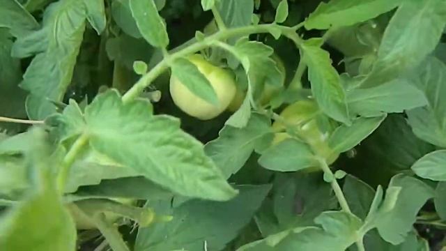 Томат Царица Севера. смотреть онлайн