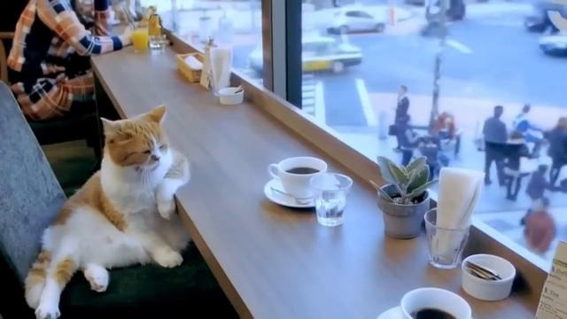 Кот грустит смотреть онлайн