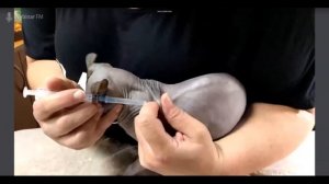 Как сделать кошке укол. Анна Никитина, фелинолог