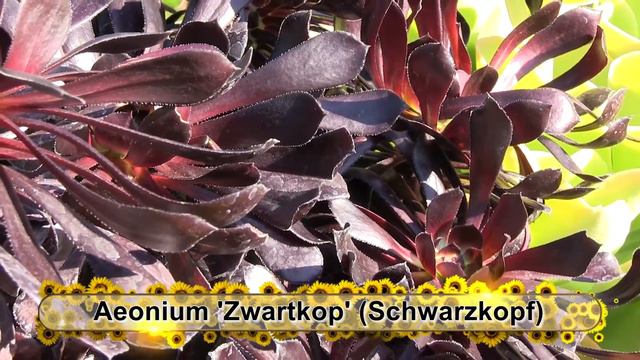 Tender Succulents: Part 3 смотреть онлайн