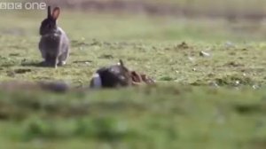 Горностай убивает кролика, который в 10 раз больше