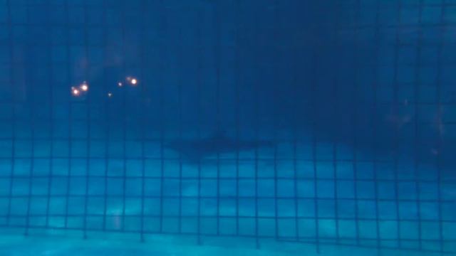 Oceanarium "Moskvarium" in Moscow смотреть онлайн