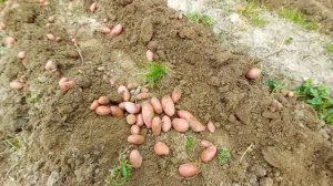 4 сентября. Сорт Ред Леди. Заканчиваем копать картофель.