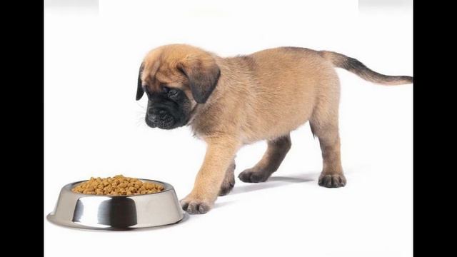 клондайк корм для собак смотреть онлайн