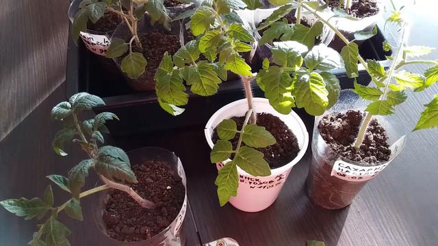 ПРИЧИНЫ и ЛЕЧЕНИЕ ОЭДЕМЫ на рассаде томатов