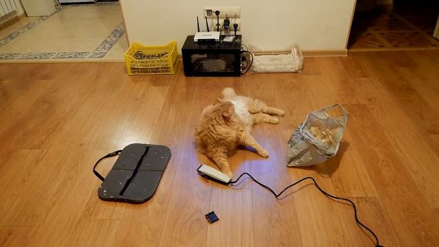 Стрижка кота Баньки смотреть онлайн