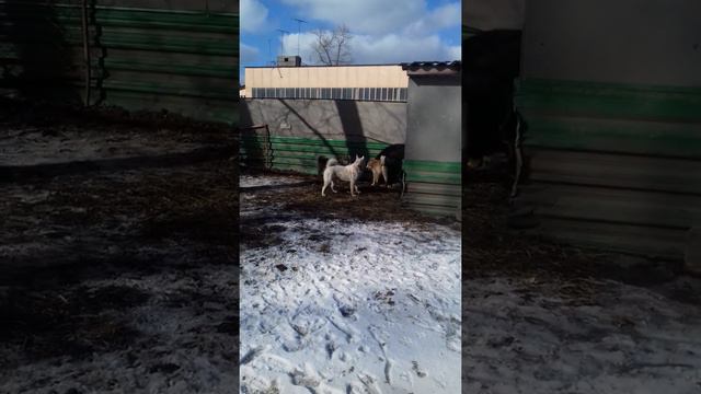 Притравка щенков лаек смотреть онлайн