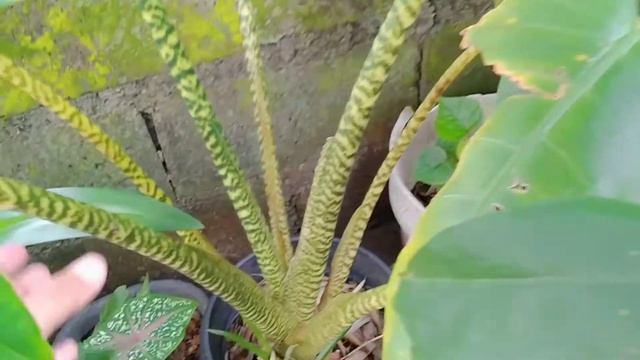 Giant Alocasia Zebrina Tiger meron sa garden ni Mhy..Friendship goal,mga halaman...Barter.🥰❤️ смотреть онлайн