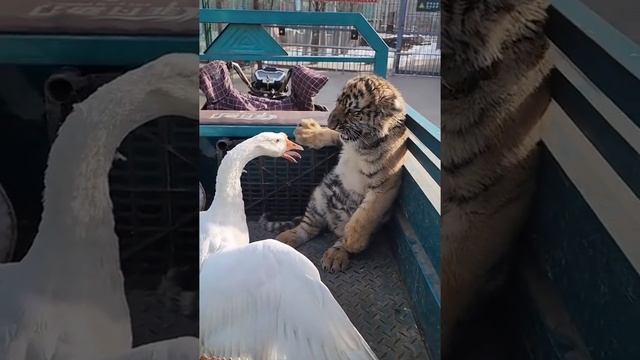 Страшный гусь смотреть онлайн