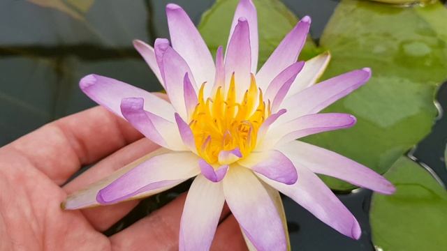 Нимфея Purple Damselfly (nymphaea Purple Damselfly), нимфея Фиолетовая стрекоза смотреть онлайн
