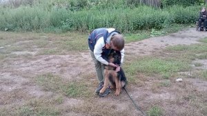 Немец Рэй, 4 мес. учим ходить рядом