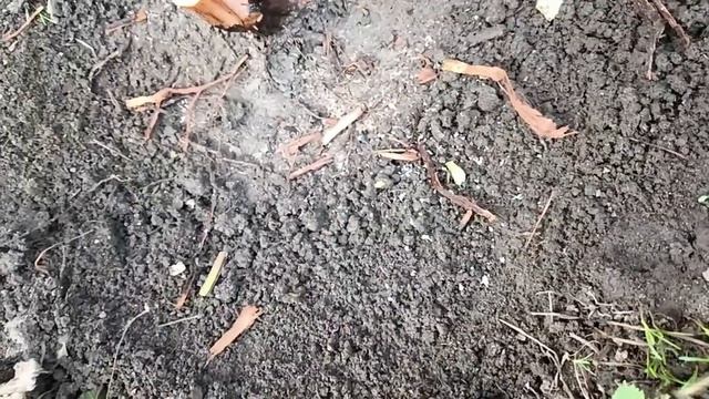 Весенняя прививка винограда в штамп черное в черное // + результат прививок на абрикос и яблоню. смотреть онлайн