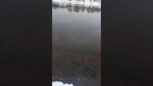 Щука на МАНДУЛУ.СПИННИНГ2021 #Shorts смотреть онлайн