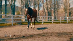 Учим Животных на английском Рысь Лошадь Медведь Зебра Бобер Мультики для Детей Английский для Детей