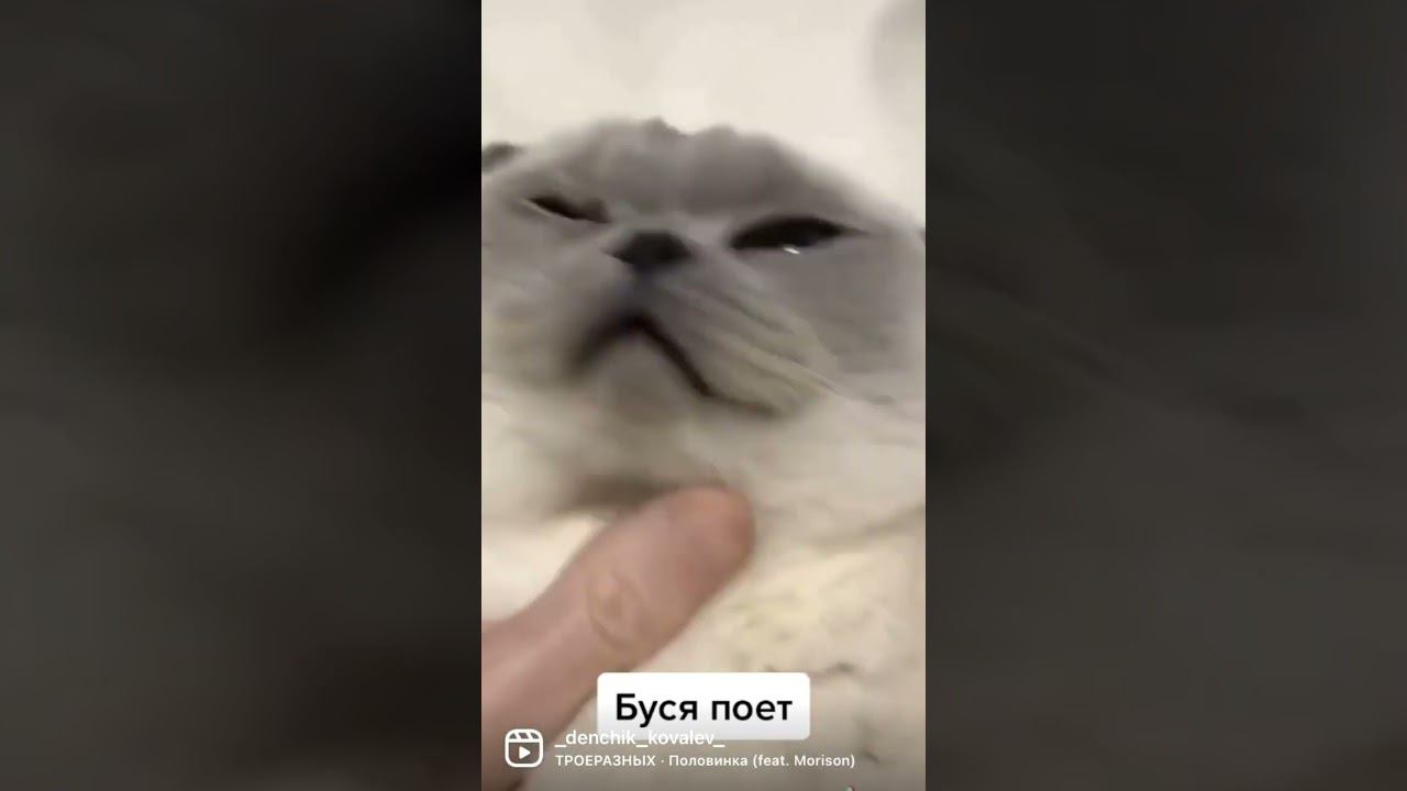 #кошка #поет смотреть онлайн