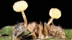 Он превращает муравьёв в зомби! Паразитический гриб кордицепс однобокий.