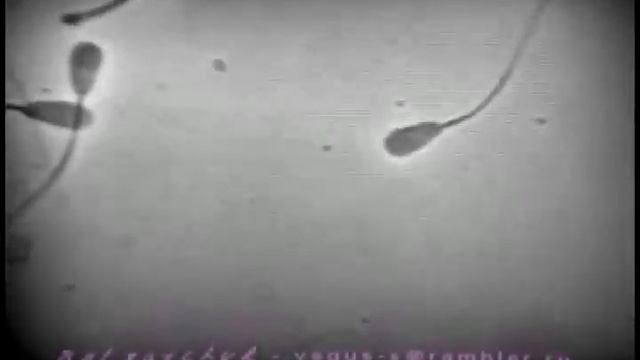 Лактация и размножени смотреть онлайн