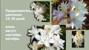 Как правильно посадить туберозу.